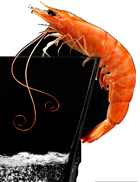gamba-vaso